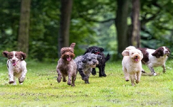 The Paws-itively Powerful Influence of Celebrity Dogs