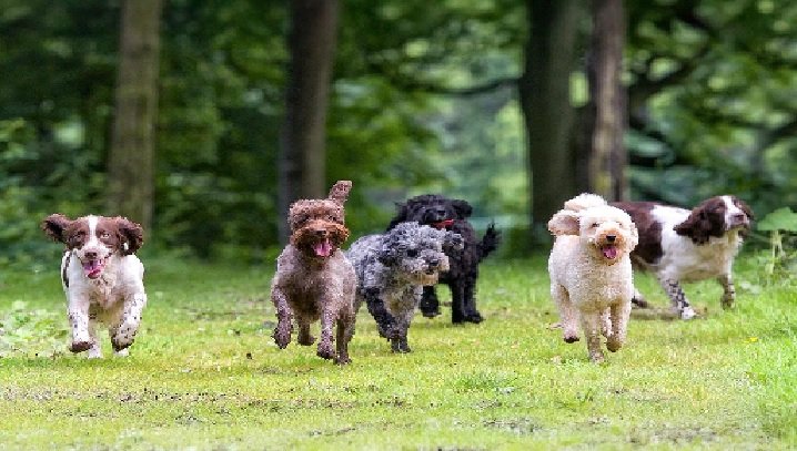 The Paws-itively Powerful Influence of Celebrity Dogs